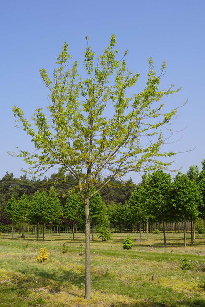 Acer saccharinum 'Laciniatum Wieri' op stam Acer saccharinum 'Laciniatum Wieri' op stam