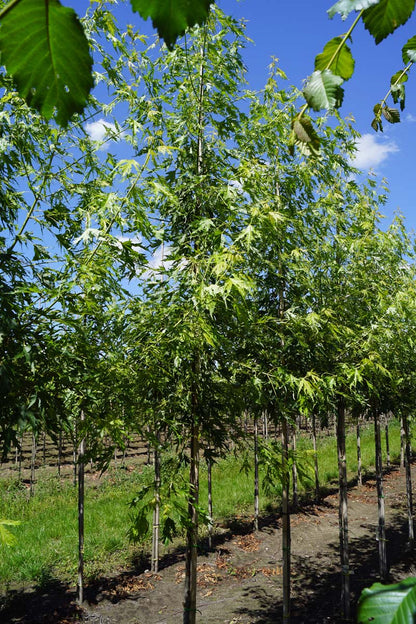 Acer saccharinum 'Laciniatum Wieri' op stam Acer saccharinum 'Laciniatum Wieri' op stam