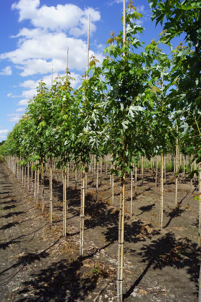 Acer saccharinum 'Pyramidale' op stam Acer saccharinum 'Pyramidale' op stam