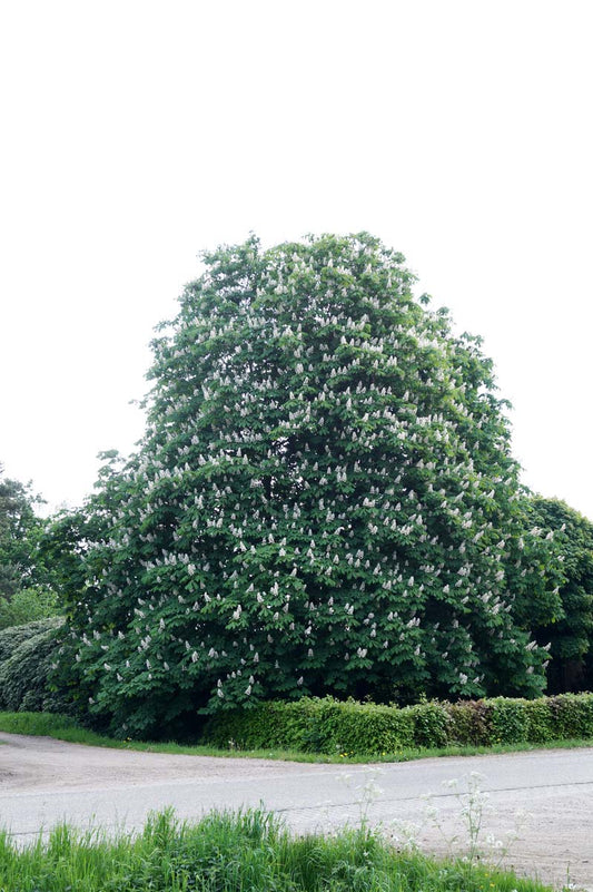 Aesculus hippocastanum op stam op stam