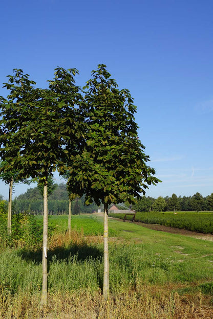 Aesculus hippocastanum 'Baumannii' op stam op stam