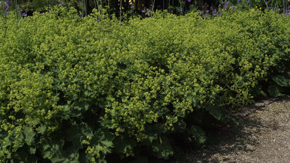 Alchemilla erythropoda