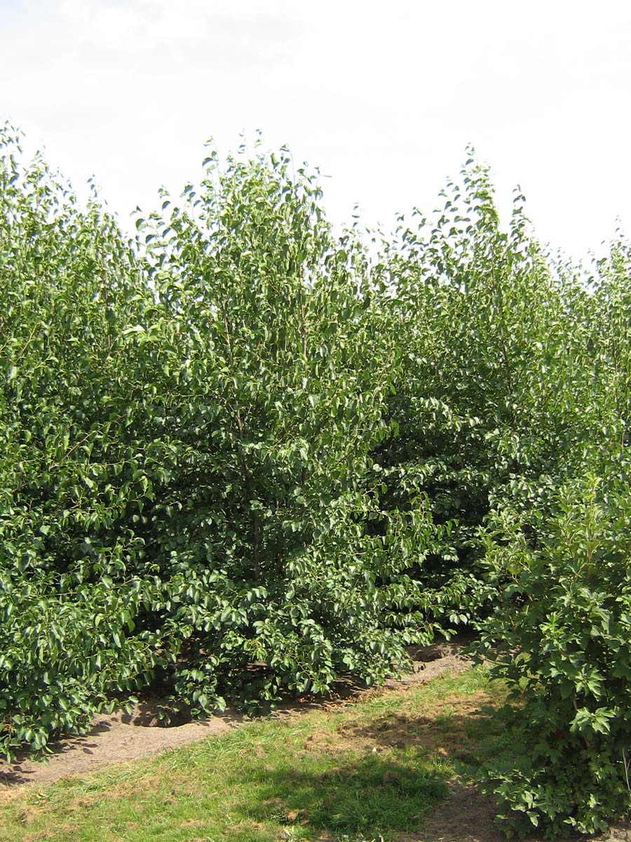 Alnus cordata meerstammig / struik meerstammig