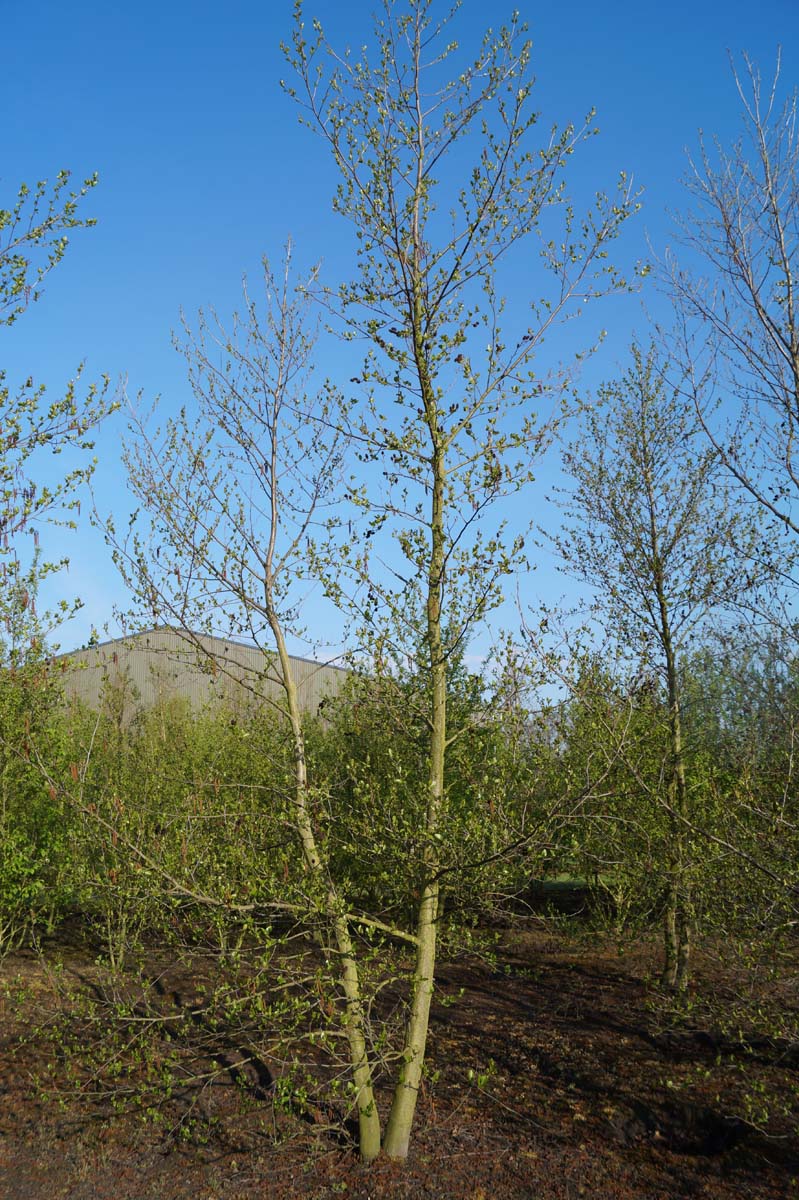 Alnus cordata meerstammig / struik meerstammig