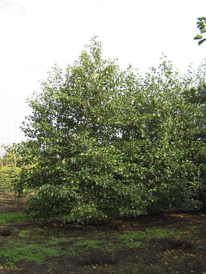 Alnus cordata meerstammig / struik meerstammig