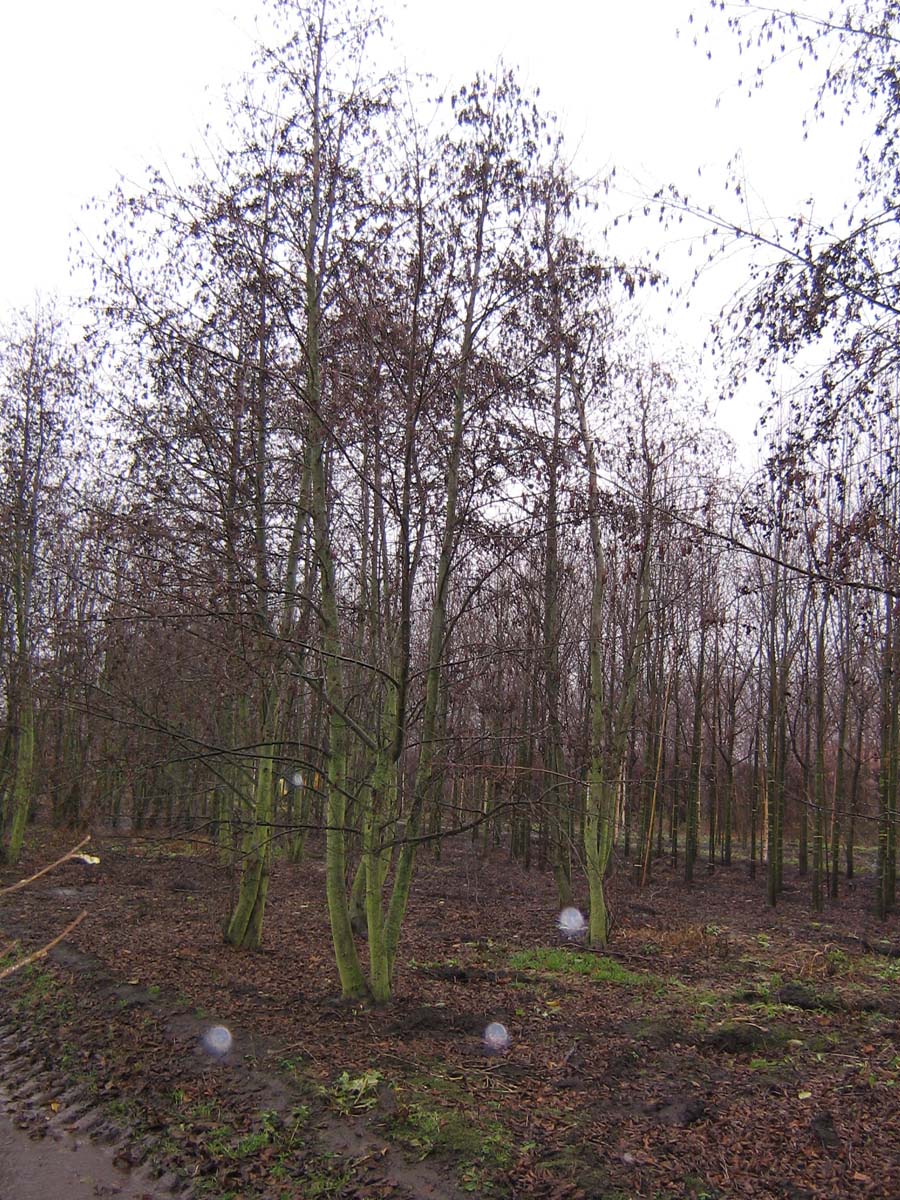 Alnus glutinosa meerstammig / struik meerstammig