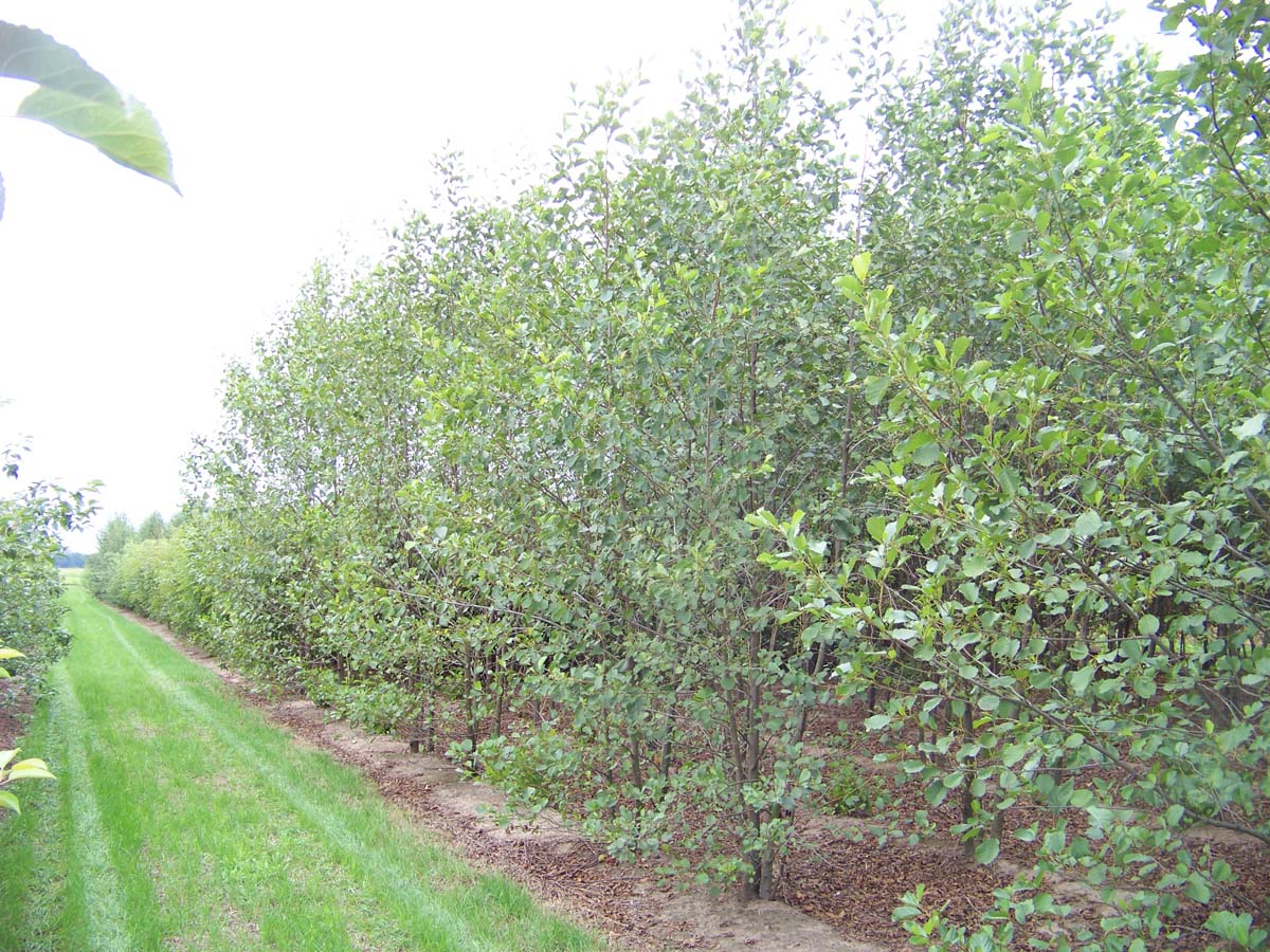 Alnus glutinosa meerstammig / struik meerstammig