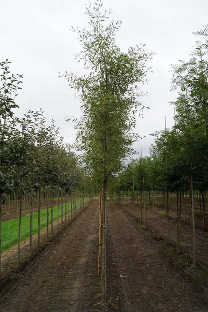 Alnus glutinosa 'Imperialis' op stam op stam