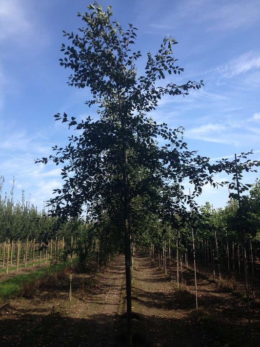 Alnus rubra op stam