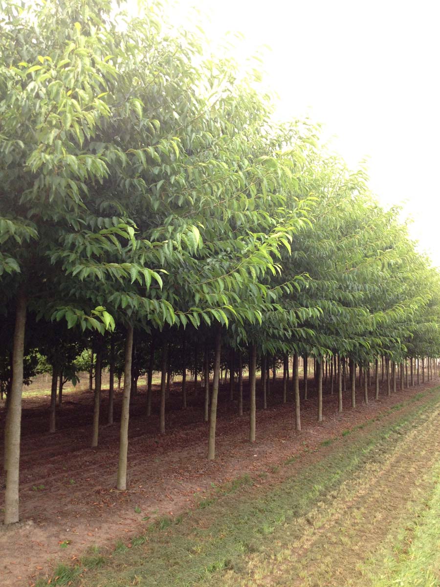 Alnus spaethii op stam op stam