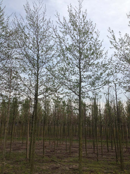 Alnus spaethii op stam op stam