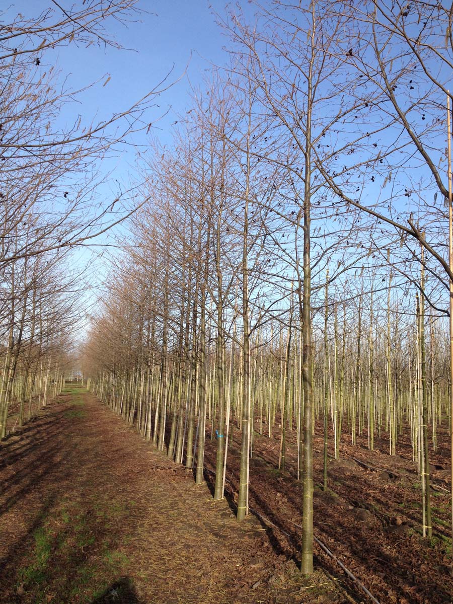 Alnus spaethii op stam op stam