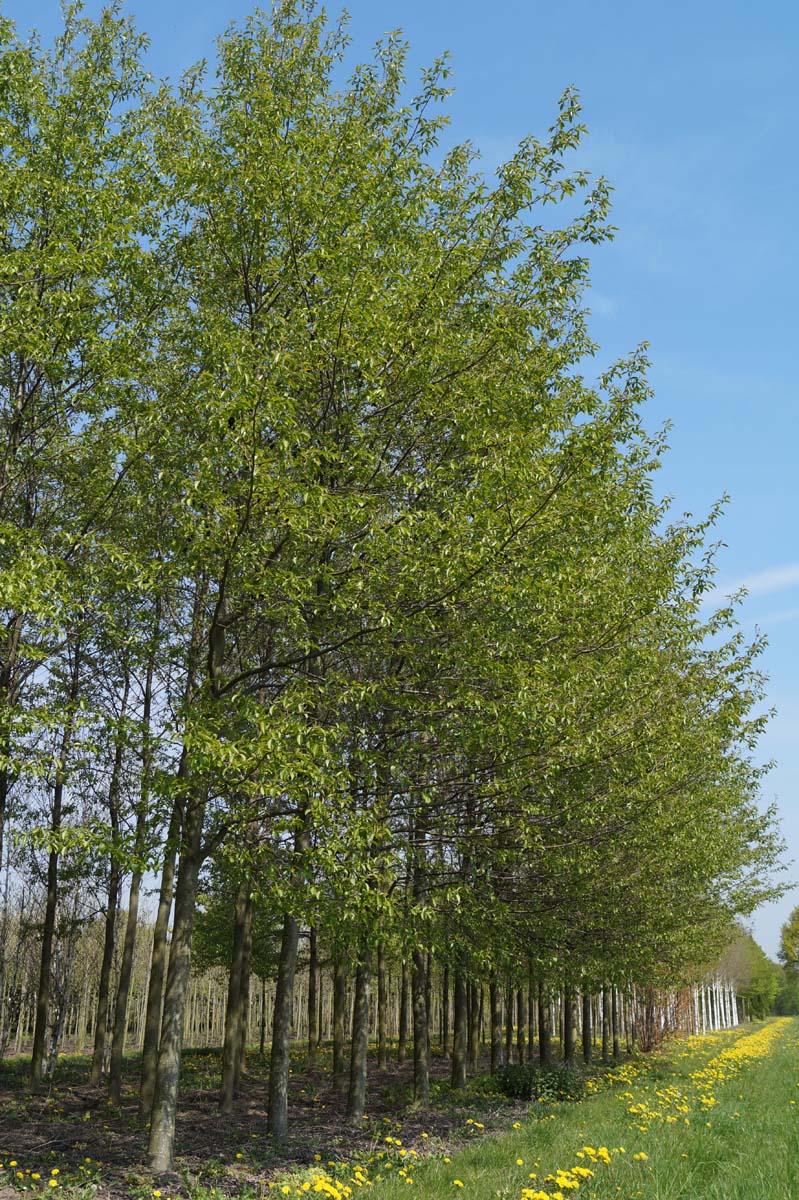 Alnus spaethii op stam op stam