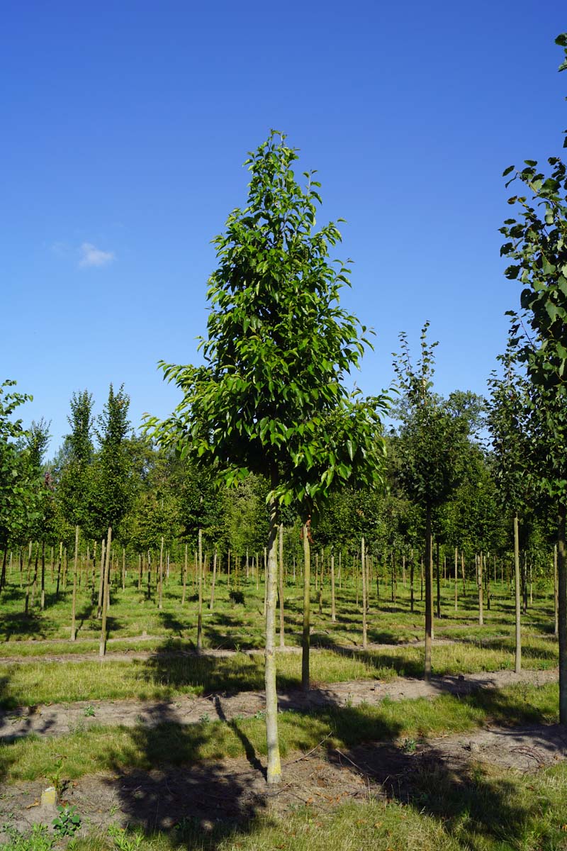 Alnus spaethii op stam op stam