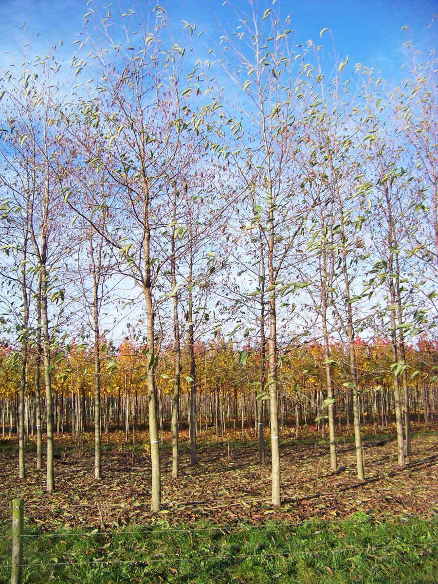 Alnus spaethii op stam op stam