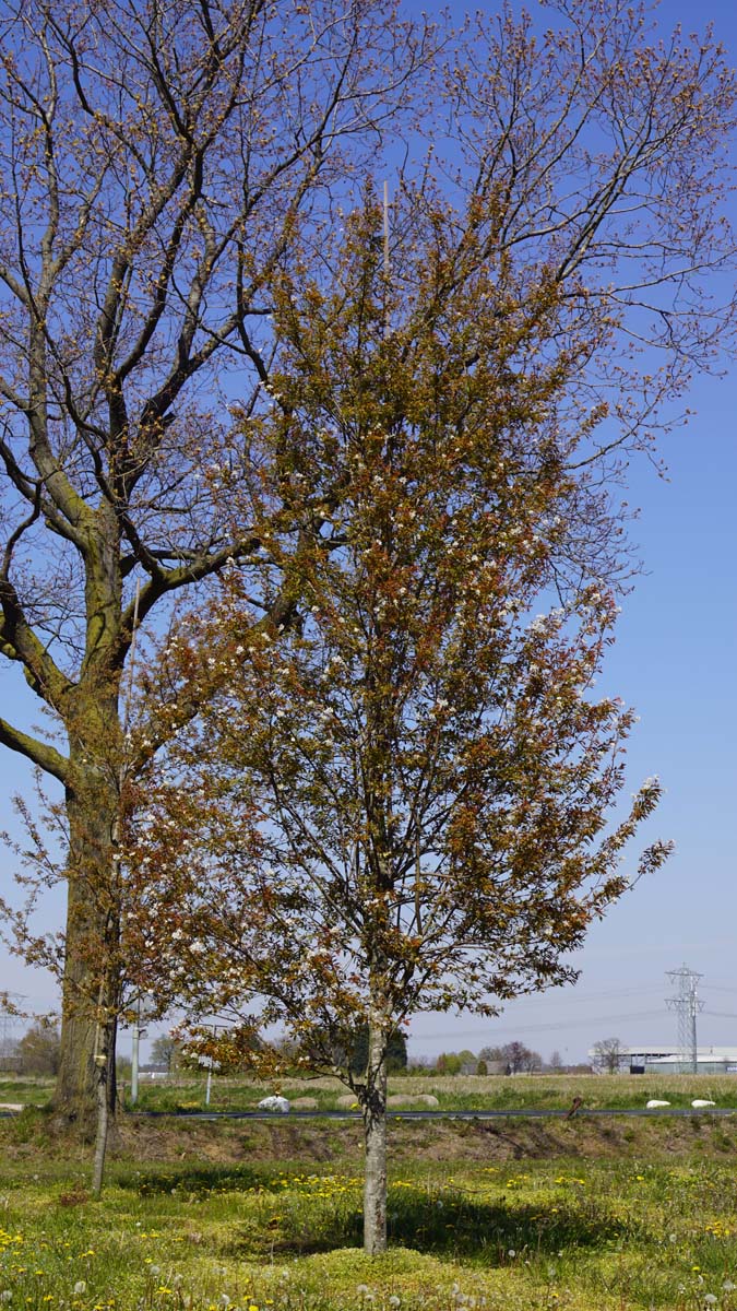 Amelanchier lamarckii solitair solitair