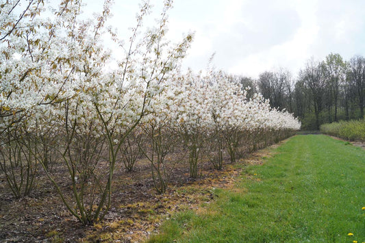 Amelanchier lamarckii meerstammig / struik meerstammig