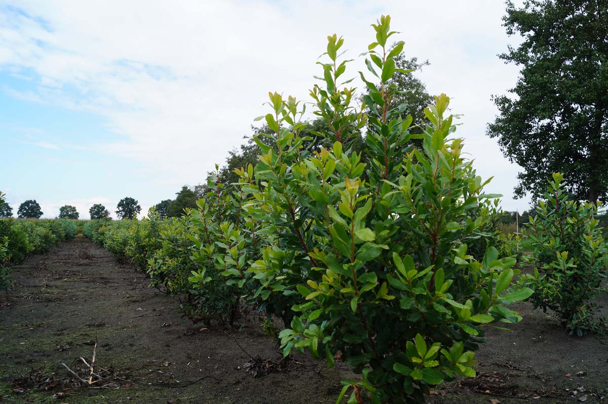 Arbutus unedo meerstammig / struik meerstammig