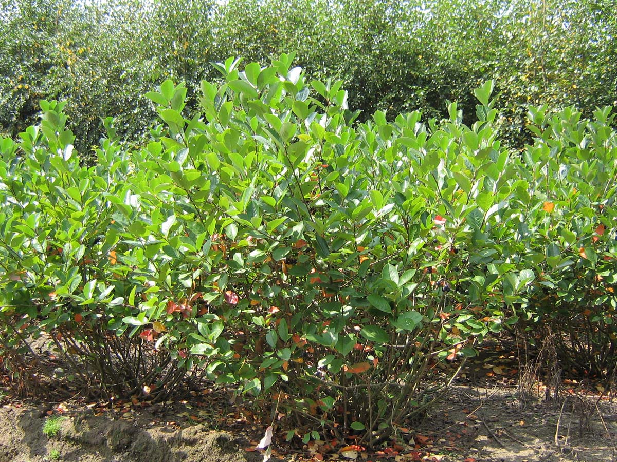 Aronia melanocarpa meerstammig / struik meerstammig