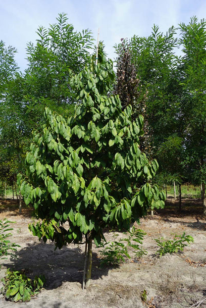 Asimina triloba solitair solitair