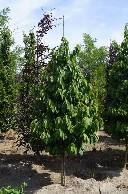 Asimina triloba solitair solitair