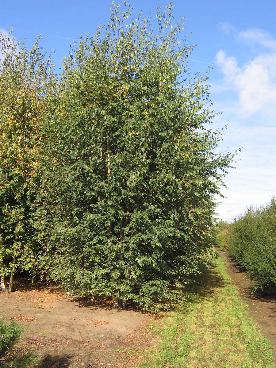 Berberis verruculosa