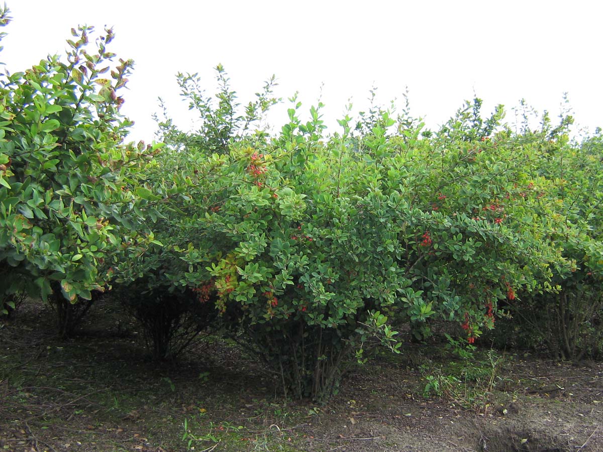 Berberis vulgaris