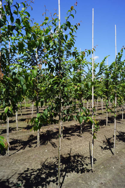 Betula alleghaniensis op stam