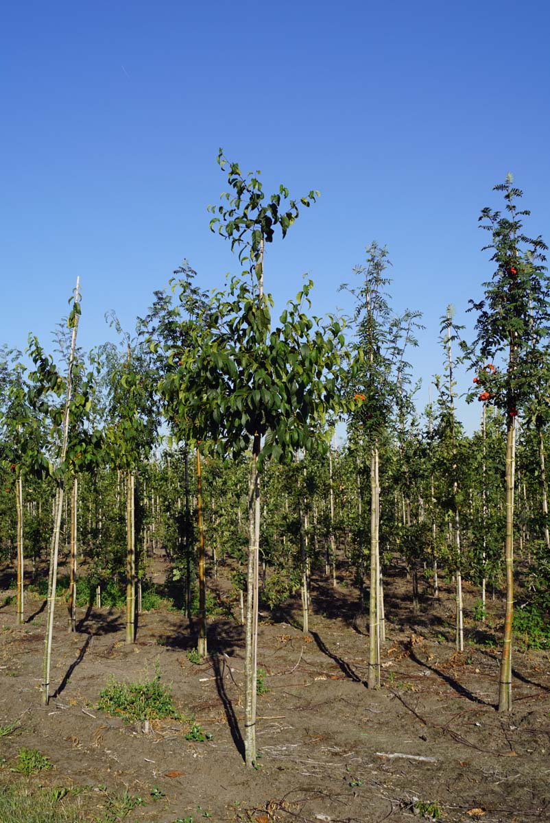 Betula lenta op stam op stam