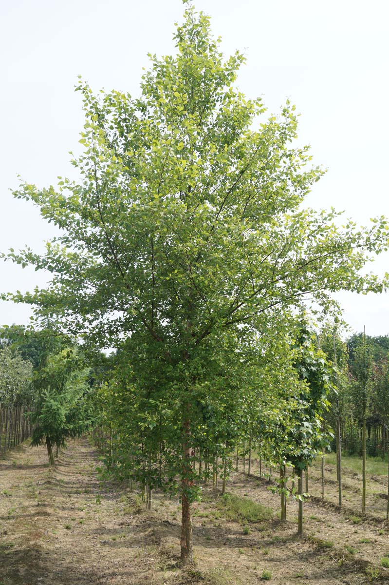 Betula nigra op stam op stam