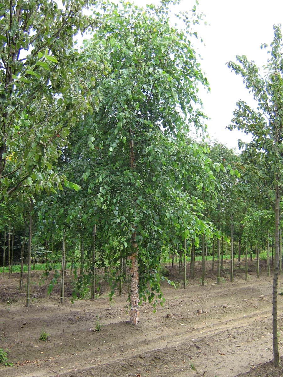 Betula nigra op stam op stam