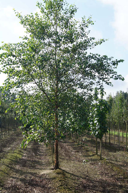 Betula nigra op stam op stam