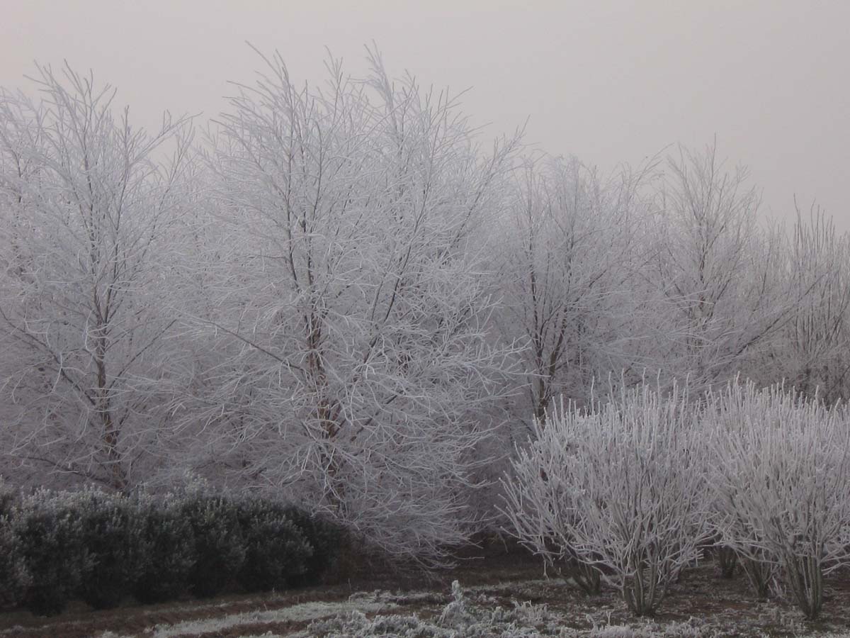 Betula nigra op stam op stam