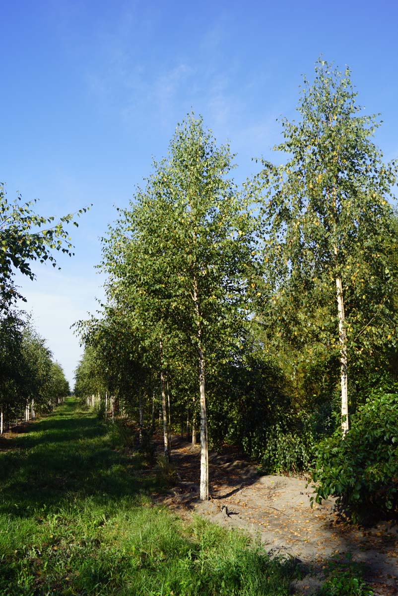 Betula pendula op stam op stam