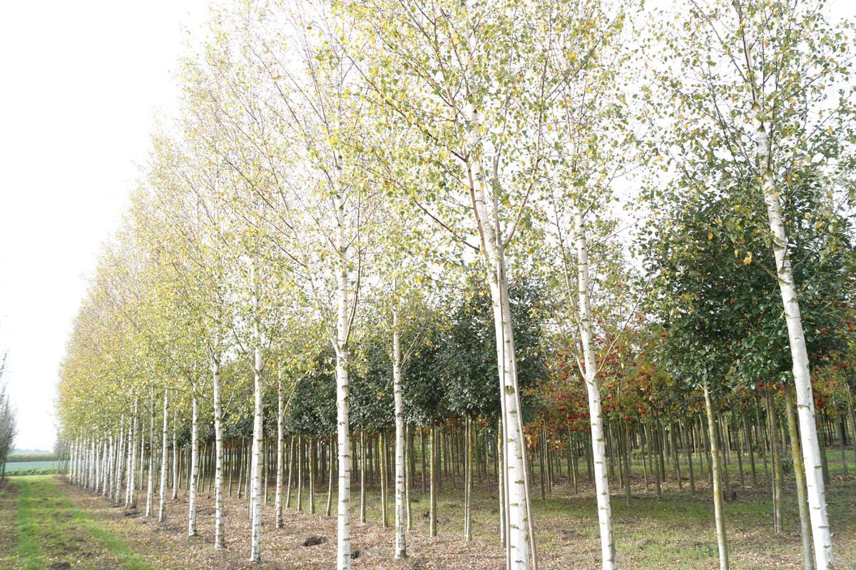 Betula pendula op stam op stam