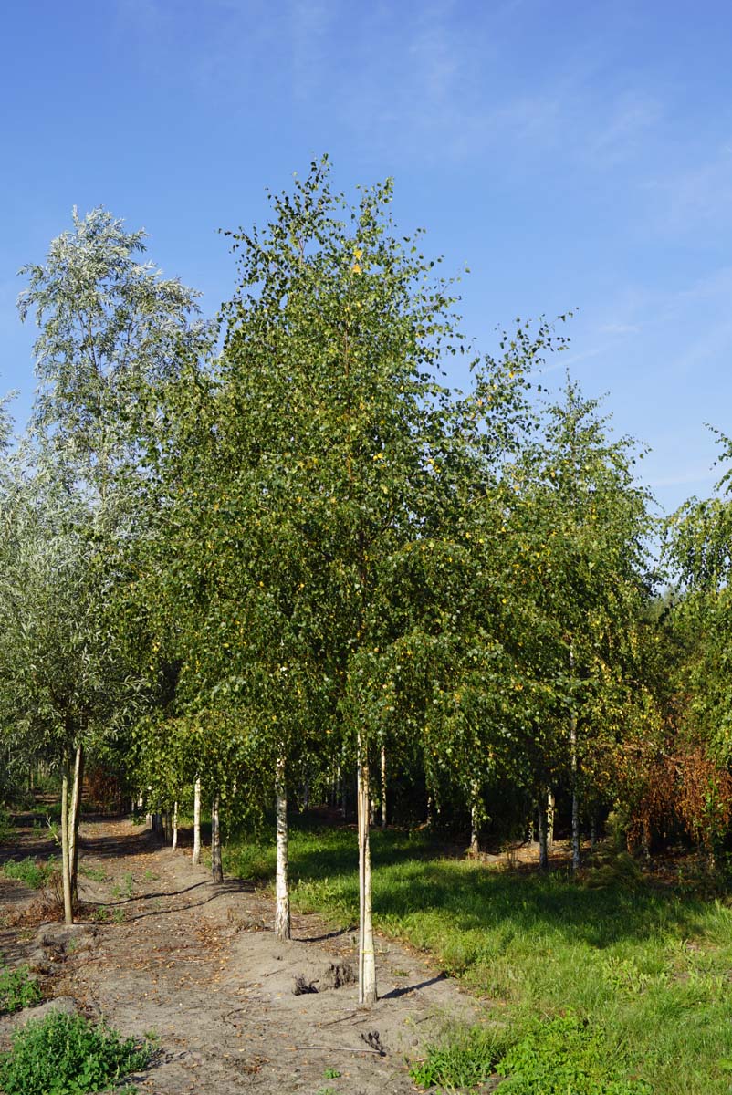 Betula pendula op stam op stam