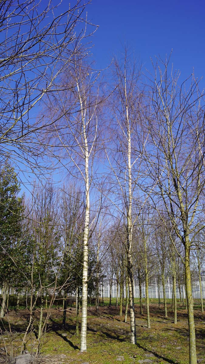 Betula pendula 'Laciniata' solitair op stam