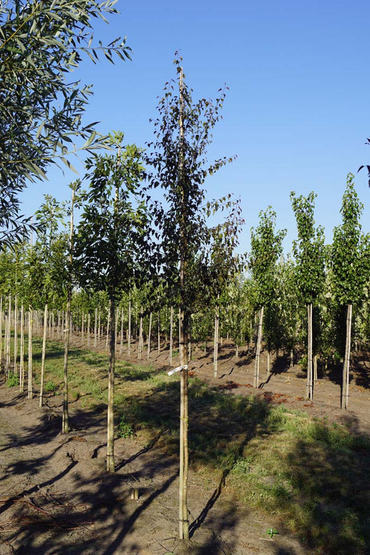 Betula pendula 'Purpurea' op stam op stam