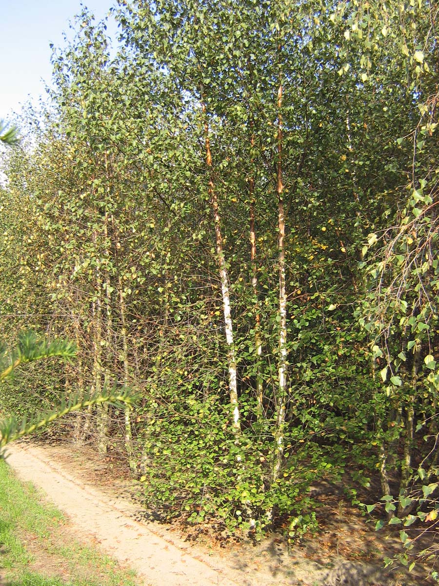 Betula pubescens meerstammig / struik meerstammig