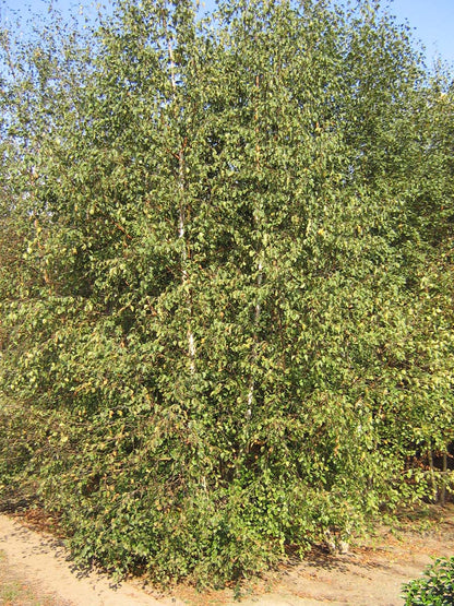 Betula pubescens meerstammig / struik meerstammig