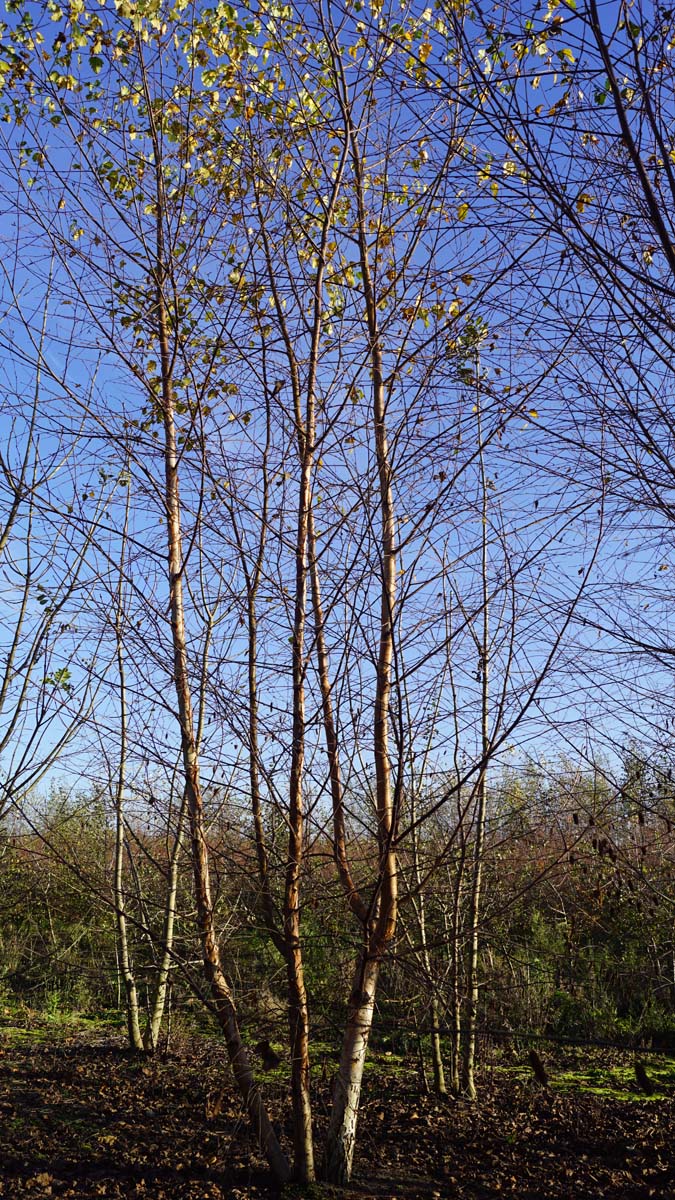 Betula pubescens meerstammig / struik meerstammig