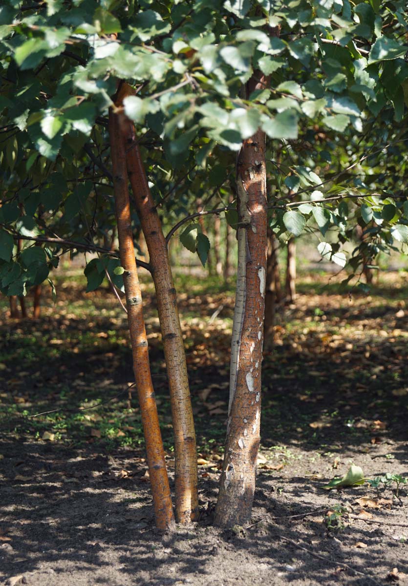 Betula pubescens meerstammig / struik meerstammig