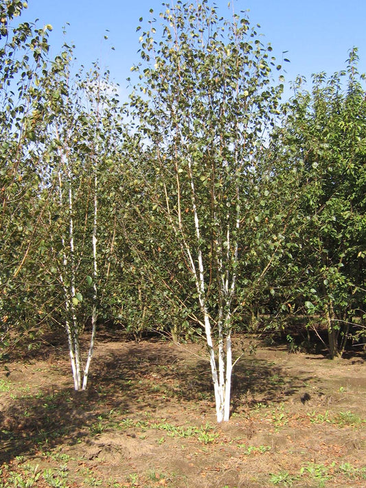 Betula utilis 'Doorenbos' meerstammig / struik meerstammig