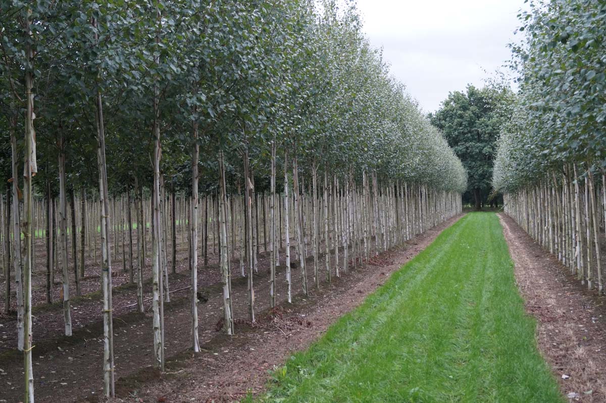 Betula utilis jacquemontii op stam op stam