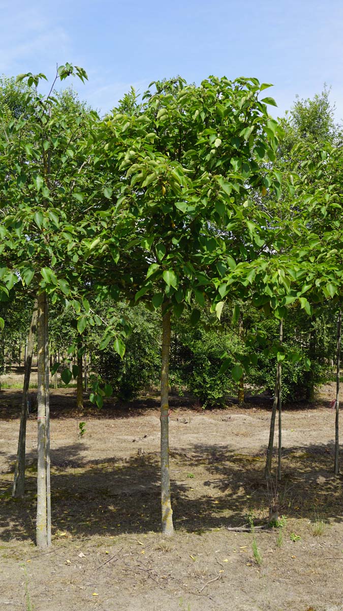 Broussonetia papyrifera op stam op stam