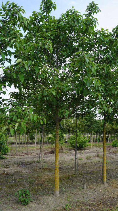 Broussonetia papyrifera op stam op stam