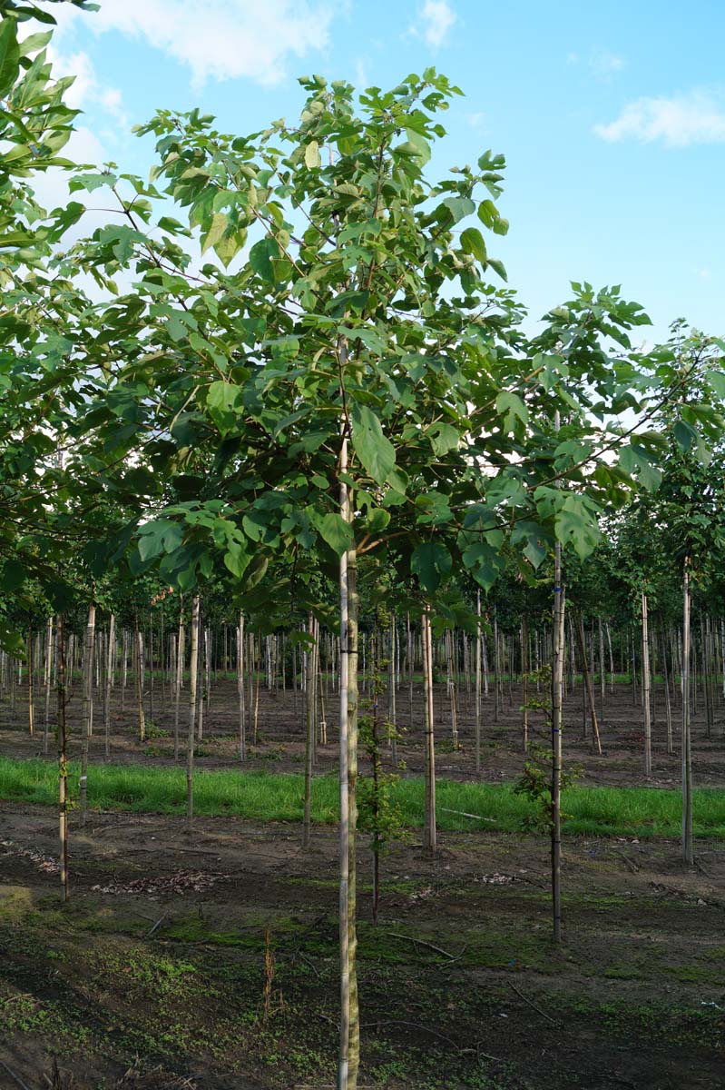 Broussonetia papyrifera op stam op stam