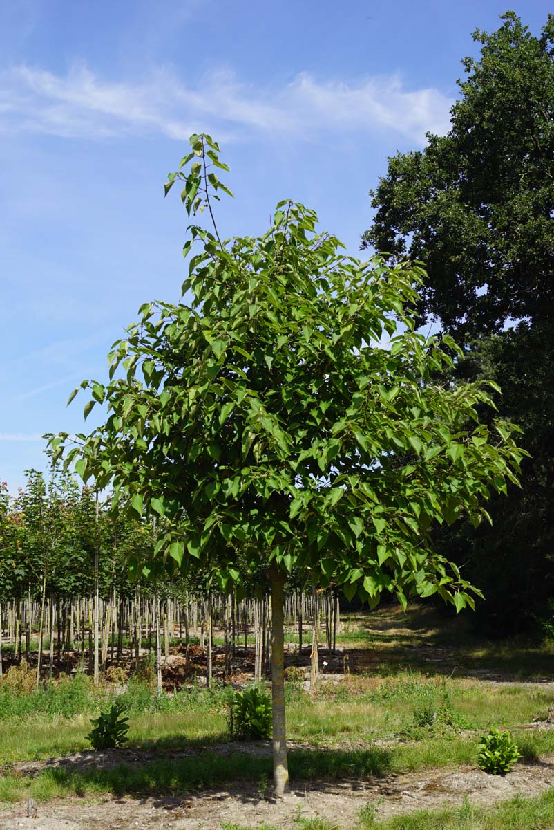 Broussonetia papyrifera op stam op stam