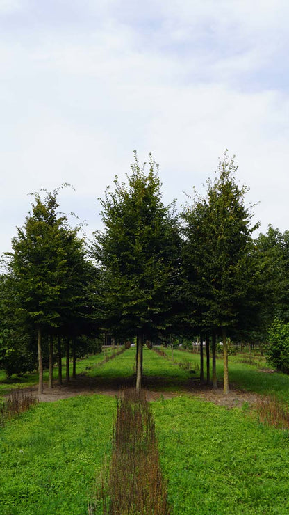 Carpinus betulus op stam op stam