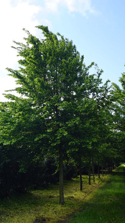 Carpinus betulus op stam op stam